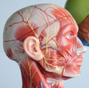 Botox for TMJ - Charleston Facial Plastic Surgery